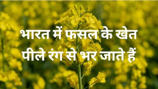बसंत में भारत में फसल के खेत पीले रंग से भर जाते हैं,