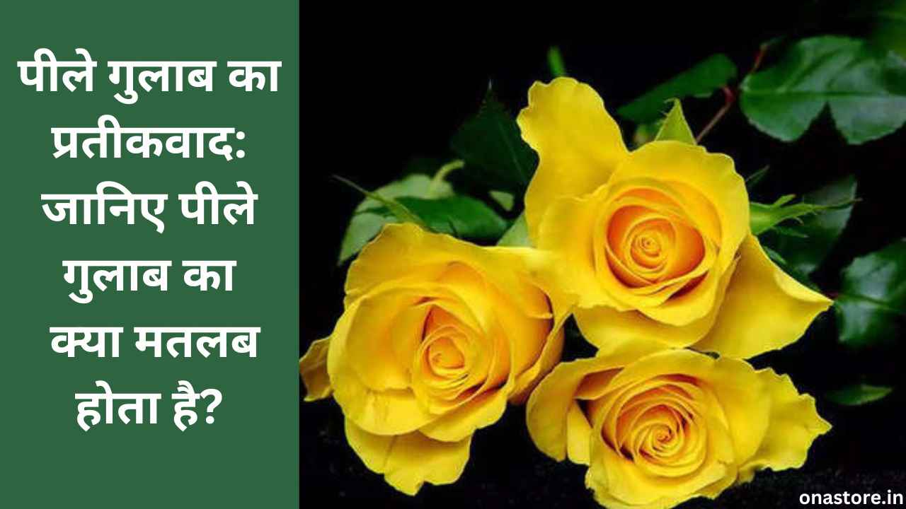 पीले गुलाब का प्रतीकवाद: जानिए पीले गुलाब का क्या मतलब होता है?