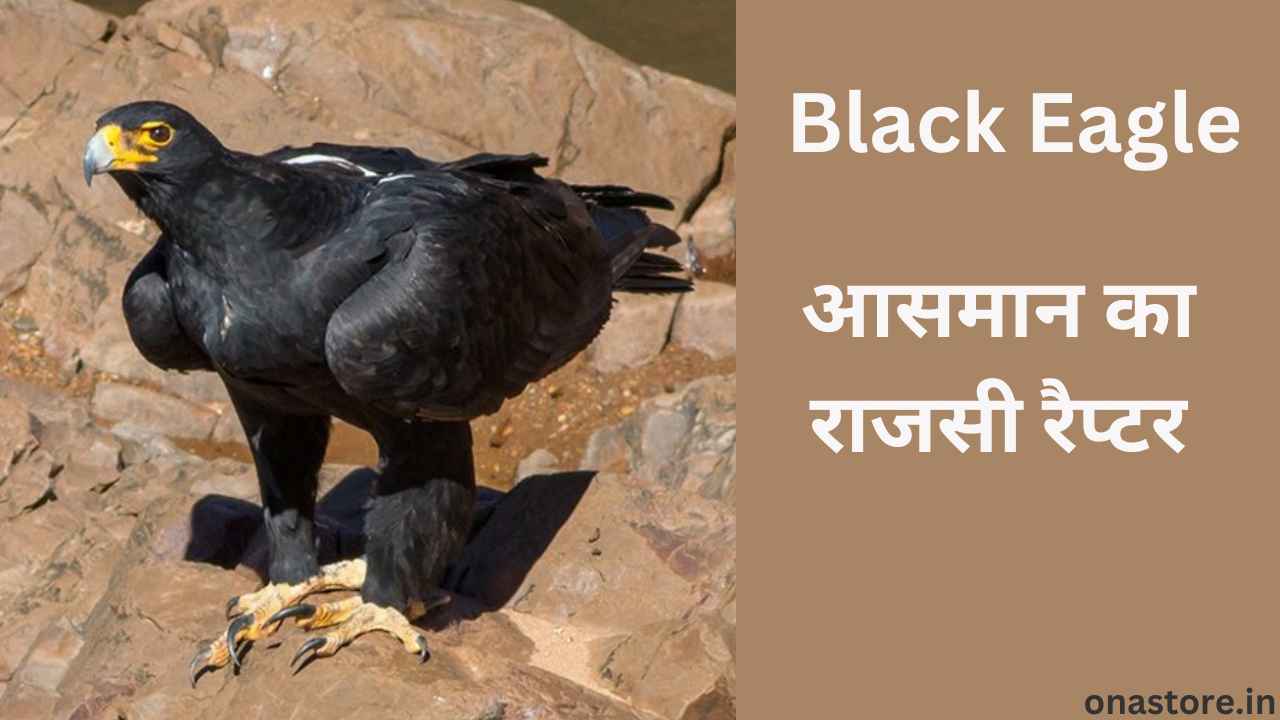 Black Eagle: आसमान का राजसी रैप्टर